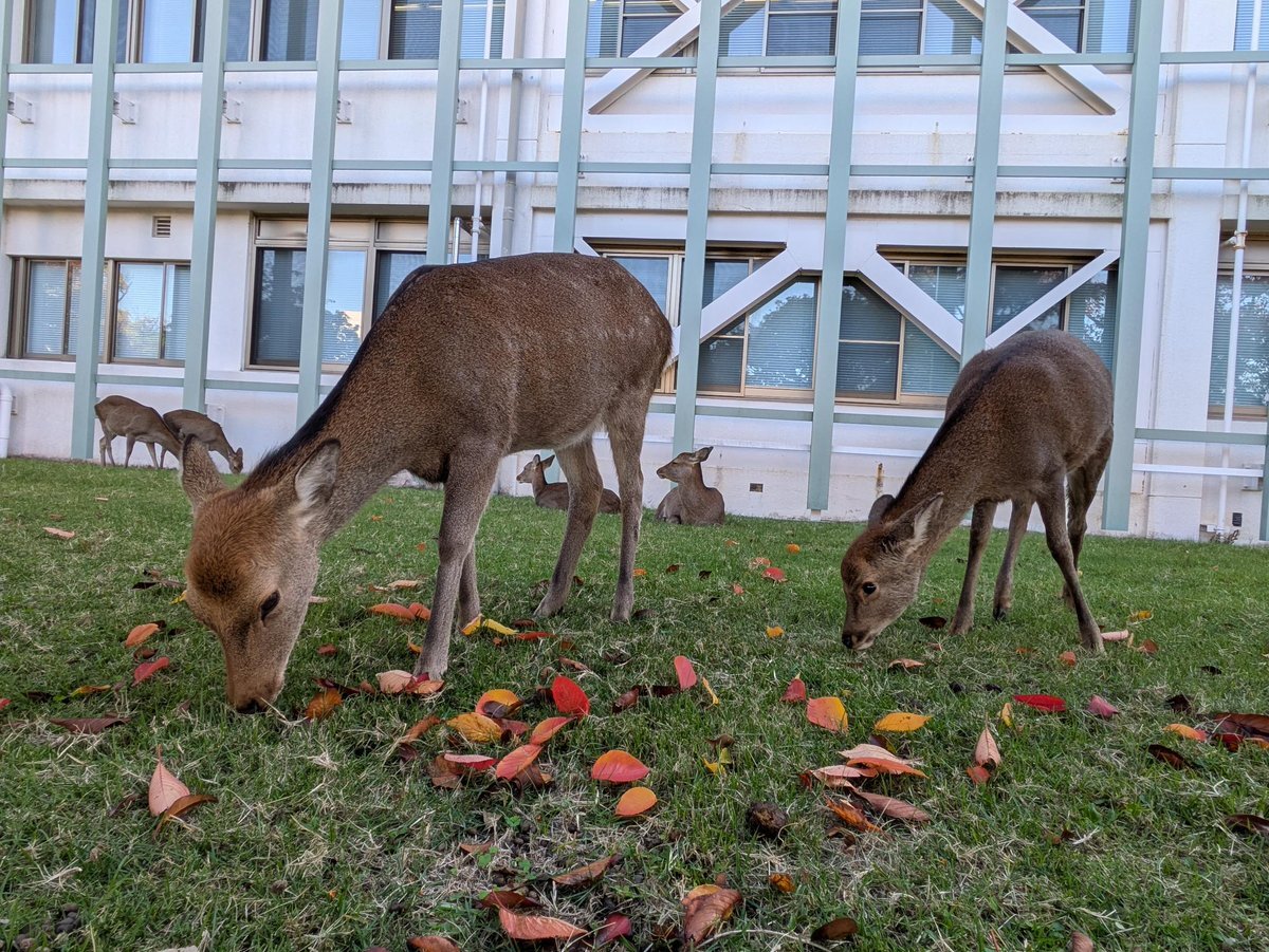 鹿」のYahoo!リアルタイム検索 - X（旧Twitter）をリアルタイム検索