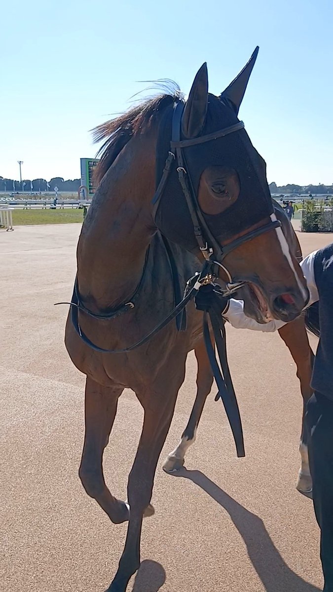 良血馬ソルパッサーレが圧勝！今後の活躍は？