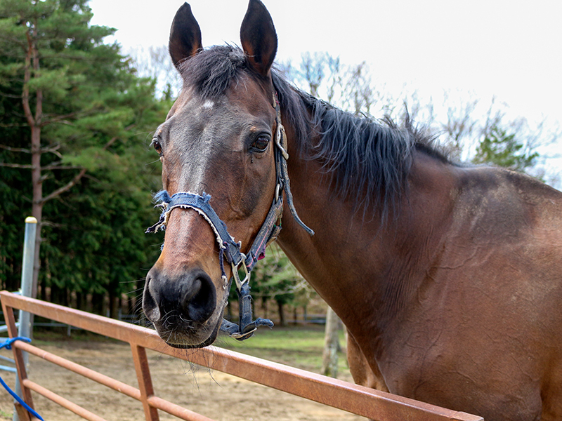 中山グランドジャンプ覇者、マイネルネオスが逝去　ファンは安らかに