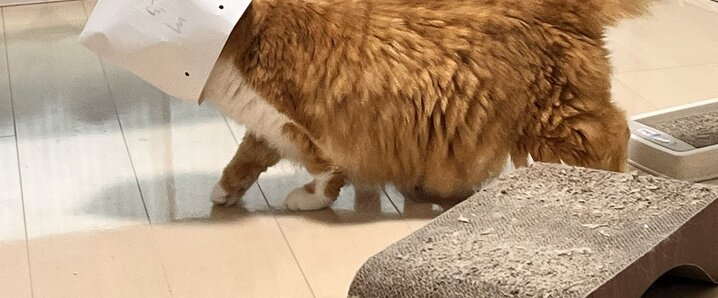☆ねこねこ☆ Amazon.co.jp: りぶはあと 抱き枕 ねこ肯定感 はちわれのかつお
