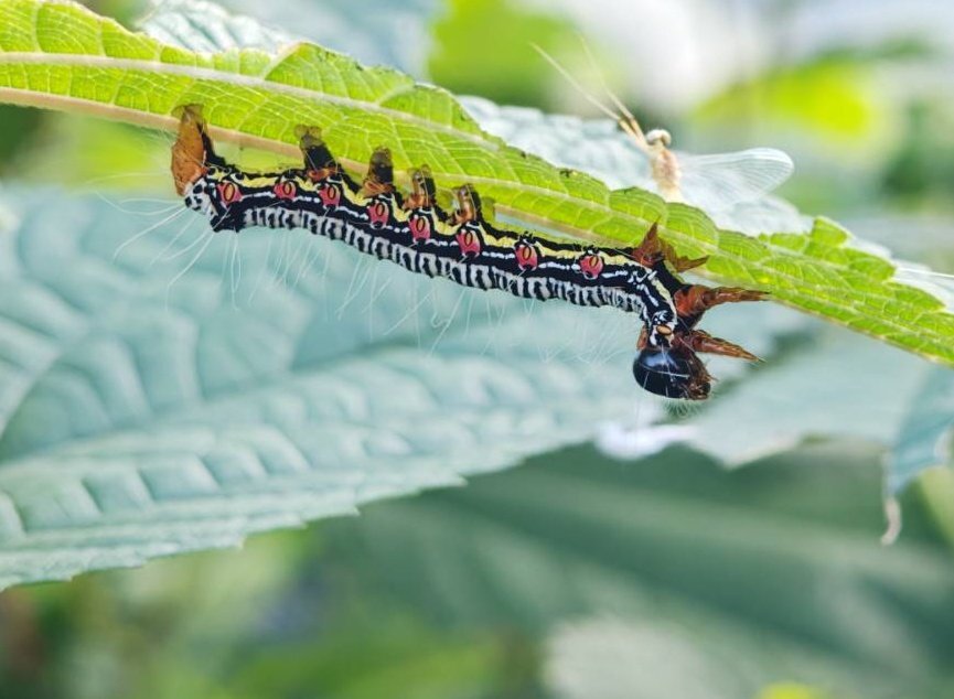 「巨大蛾が室内に！一体何者？」