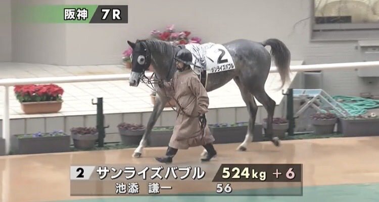 サンライズバブル、重馬場も突破！3着で復活気配