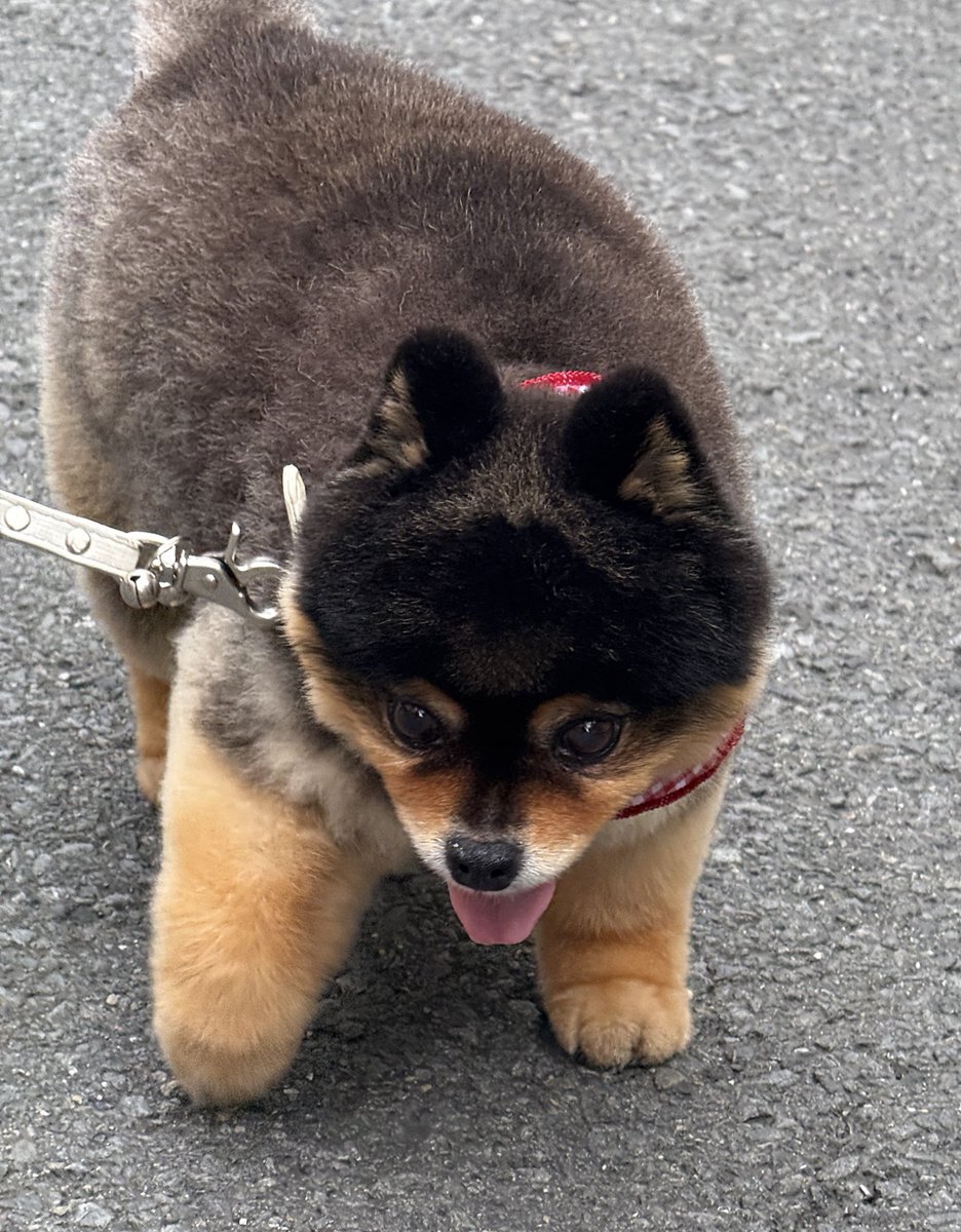 X（旧Twitter）で話題のおもしろ画像や動画 - Yahoo