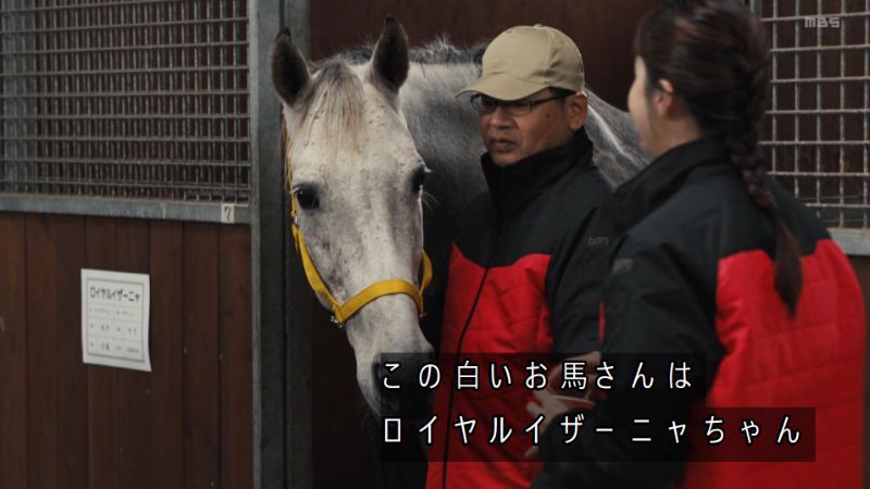 ロイヤルファミリー最終回に感動！馬たちのその後が話題に