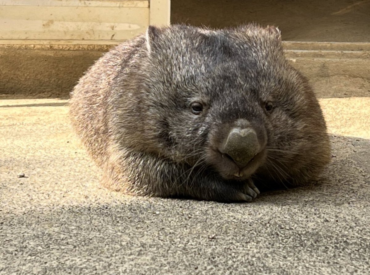 中国メディア、パンダ貸与見送りの可能性を指摘