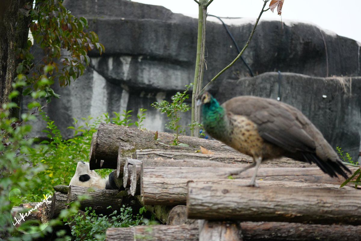 軍事力増強議論や2020年米大統領選に関する投稿がTwitterで