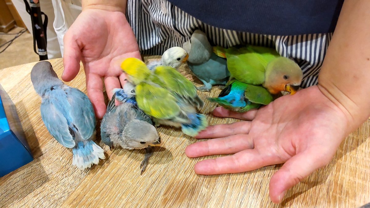 コザクラインコ のtwitter検索結果 Yahoo リアルタイム検索