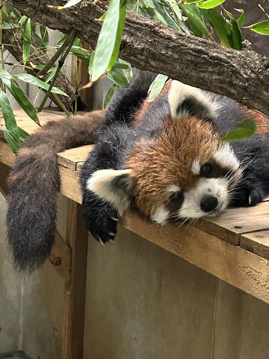 八木山動物公園」のYahoo!リアルタイム検索 - X（旧Twitter）を