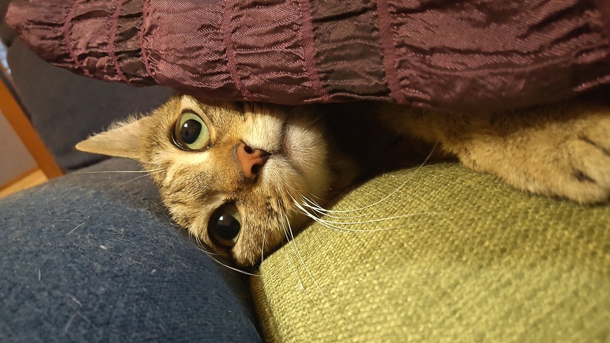守ってあげたい…雷が苦手なにゃんこ・わんこの反応｜つぶやき