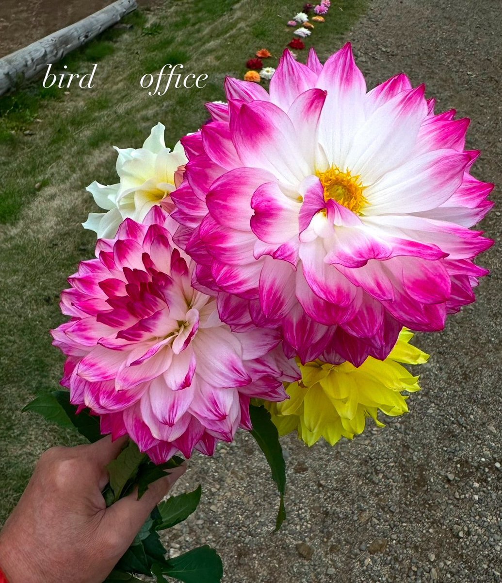 上野動物園パンダ、1月末に中国へ返還へ 