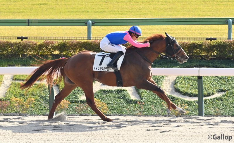 メイショウハチロー、2連勝で期待高まる！