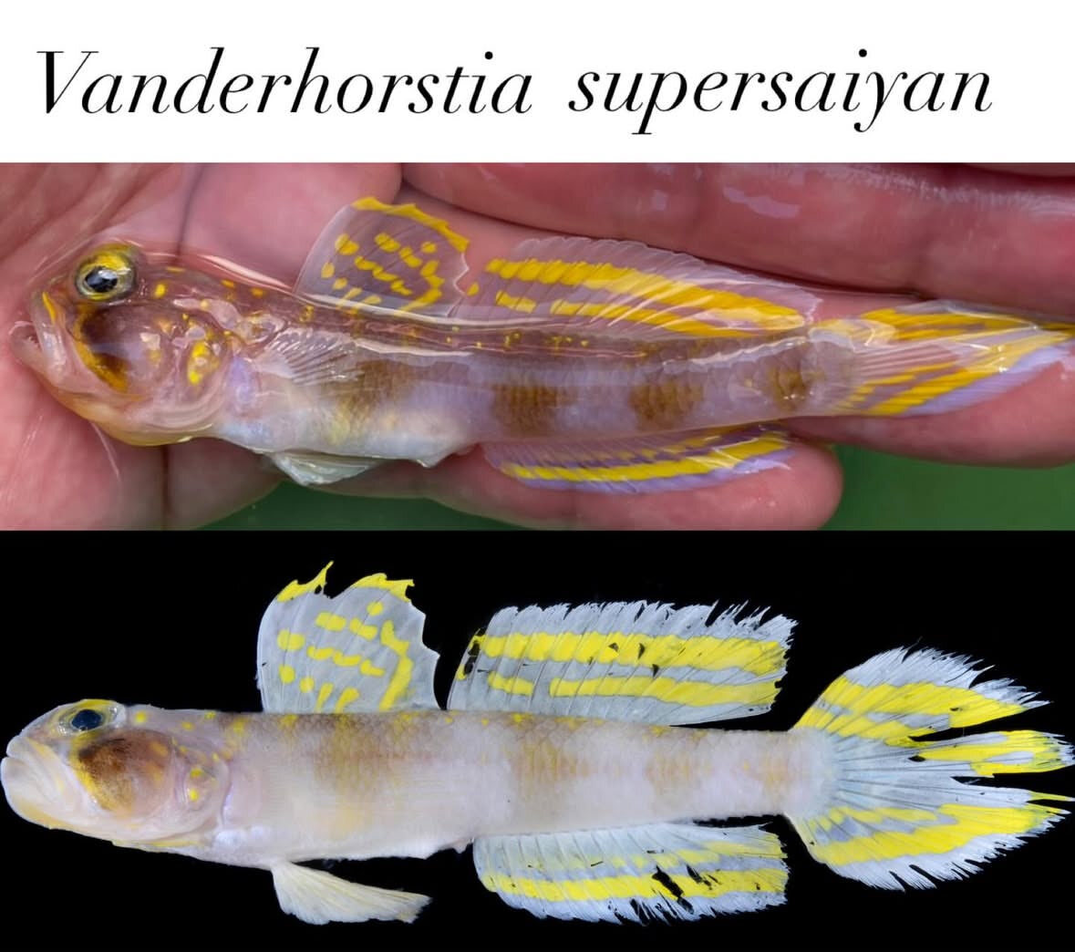 琉球大が発見！スーパーサイヤ人魚「エレキハゼ」にファン興奮