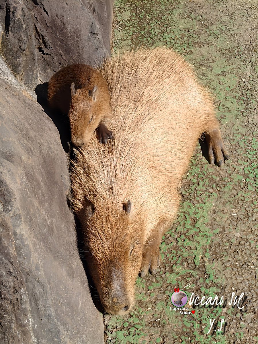 カピバラ」のYahoo!リアルタイム検索 - X（旧Twitter）を