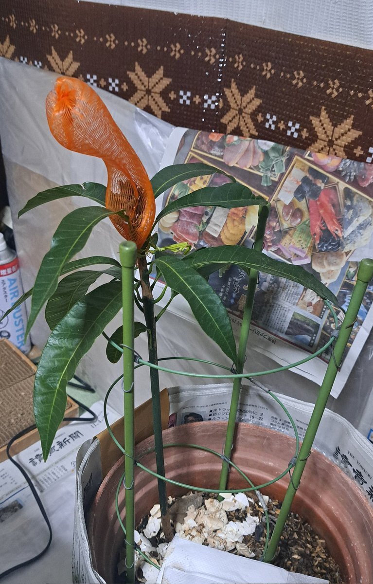 マンゴー」のYahoo!リアルタイム検索 - X（旧Twitter）をリアルタイム検索