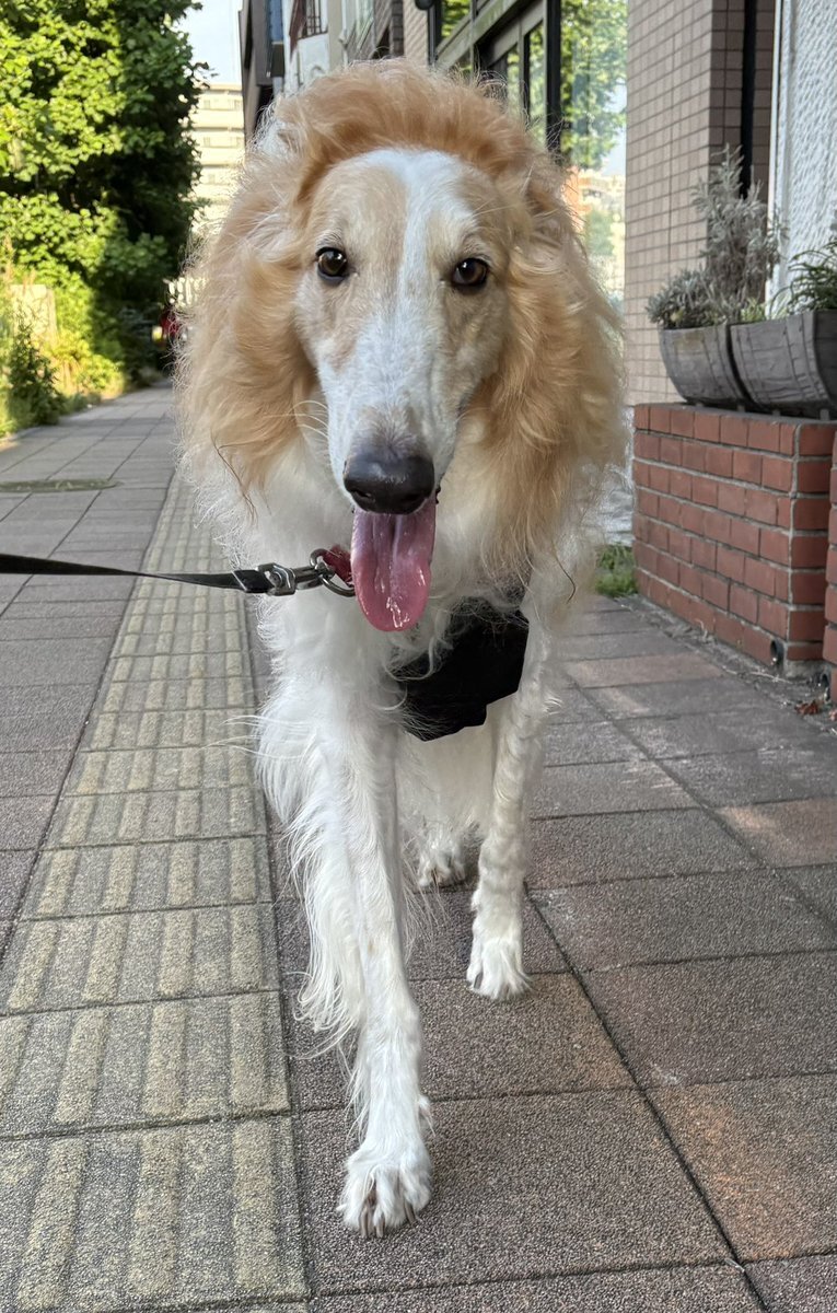 Borzoi」のYahoo!リアルタイム検索 - X（旧Twitter）を