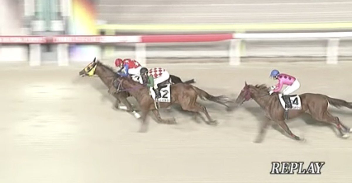 シャルフジン、大井競馬で圧巻の勝利！