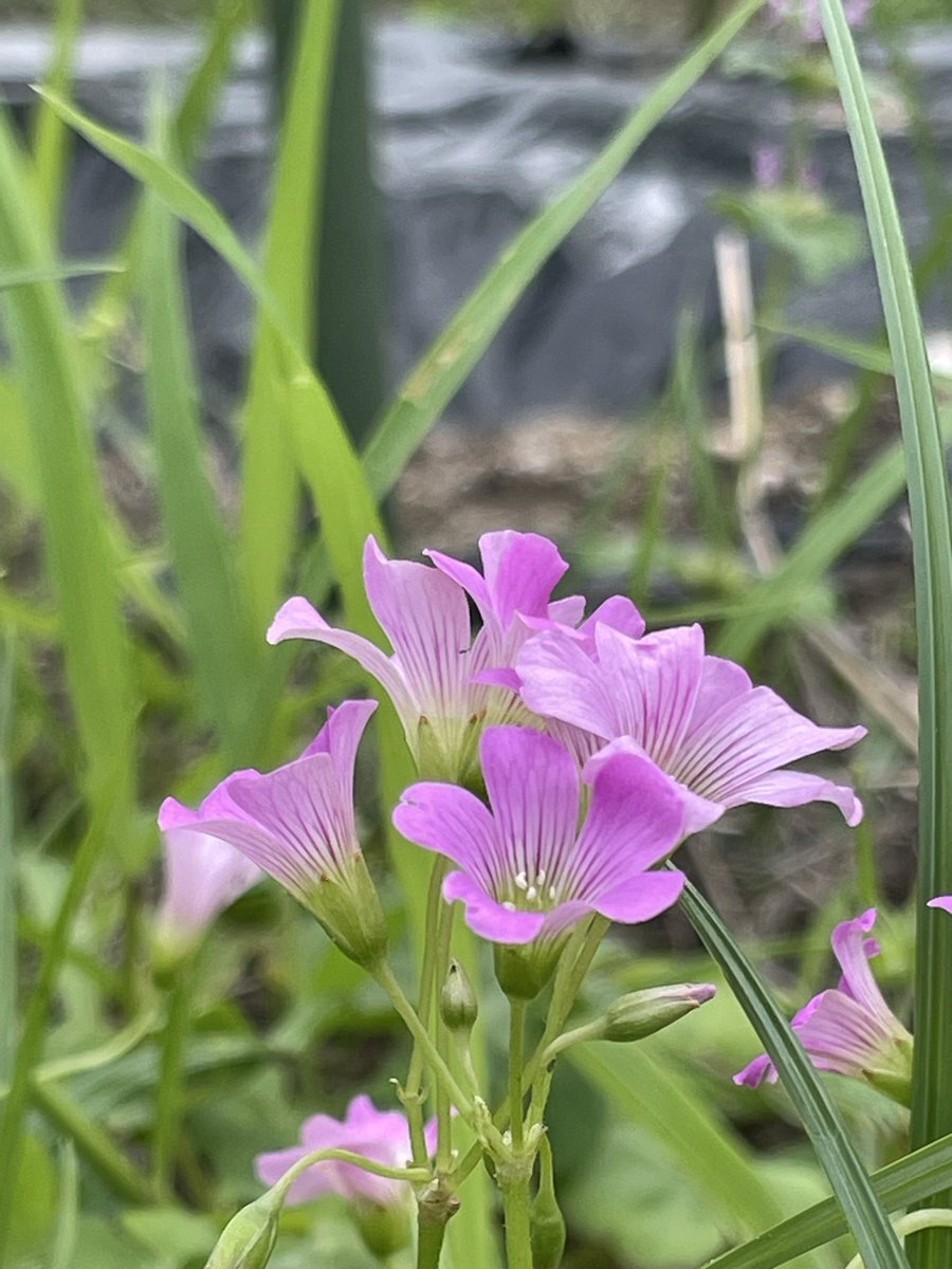 Twitter、またしてもダウン？