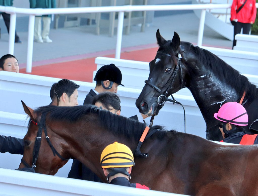コロナドブリッジ、エリカ賞で逃げ切り2連勝！