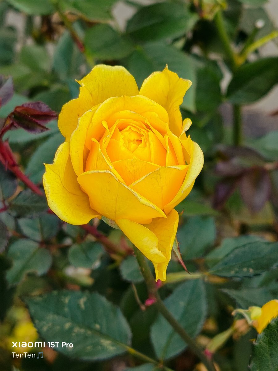 嵐コンサートと北海道大学入試日程が被り、受験生が苦慮