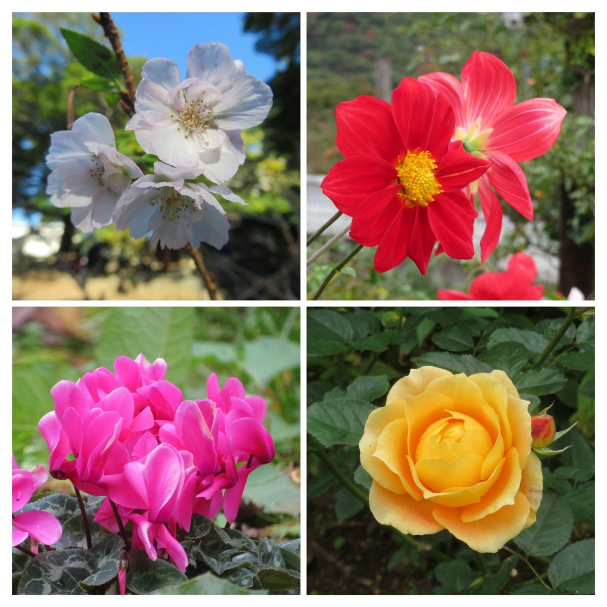 ❣️シクラメンです。２点おまとめ 二年目のシクラメンジックス | キヨミのガーデニングブログ 長澤淨美の