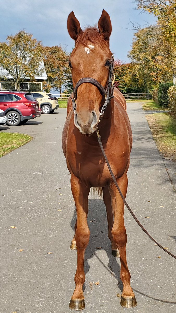 オルフェーヴル」のYahoo!リアルタイム検索 - X（旧Twitter）を