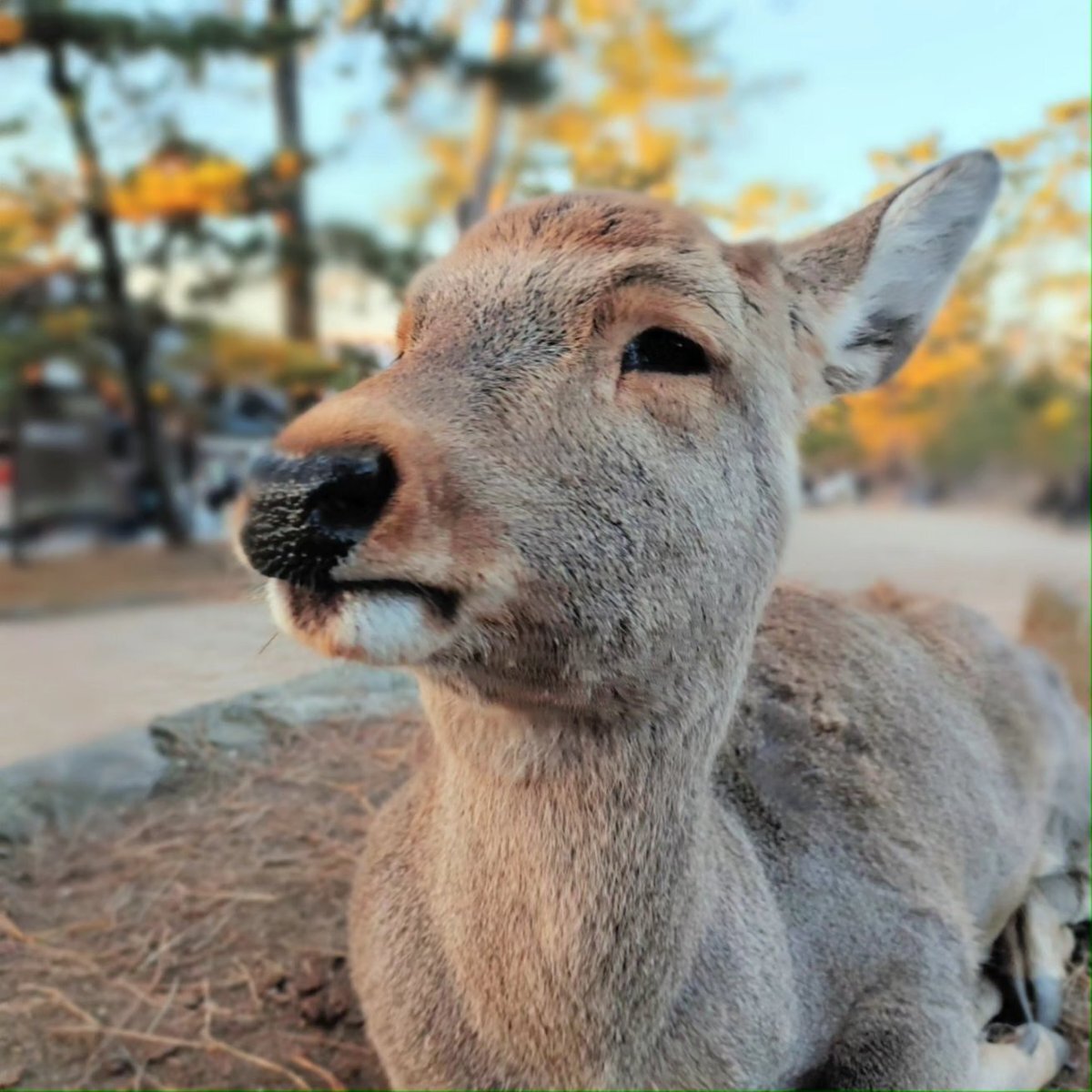 NaraPark」のYahoo!リアルタイム検索 - X（旧Twitter）をリアルタイム検索