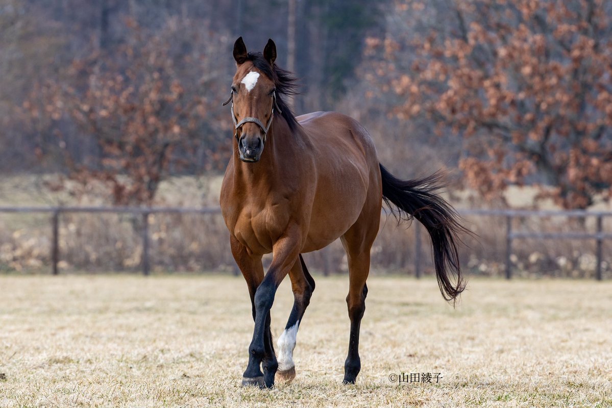 名牝ジェンティルドンナ、16歳で逝去 ファン悲しむ