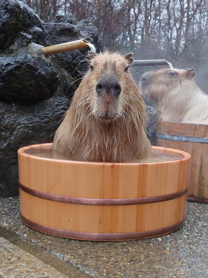 迷子のカピバラ Amazon.co.jp: 迷子のカピバラ : 秋月 祐一: 本