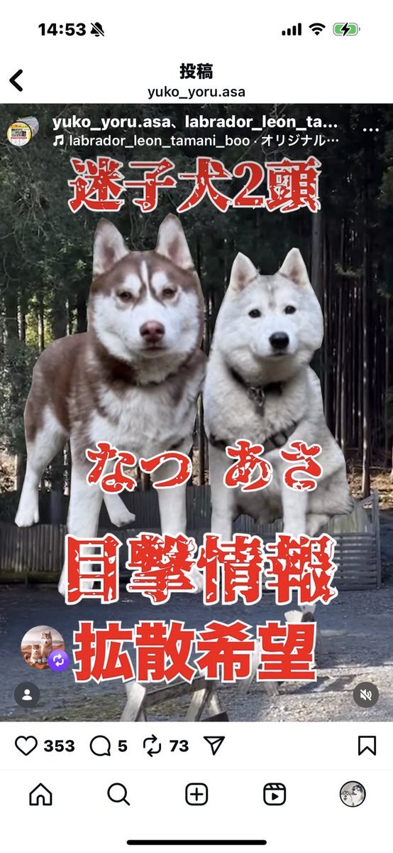 シベリアンハスキー」のYahoo!リアルタイム検索 - X（旧Twitter）を