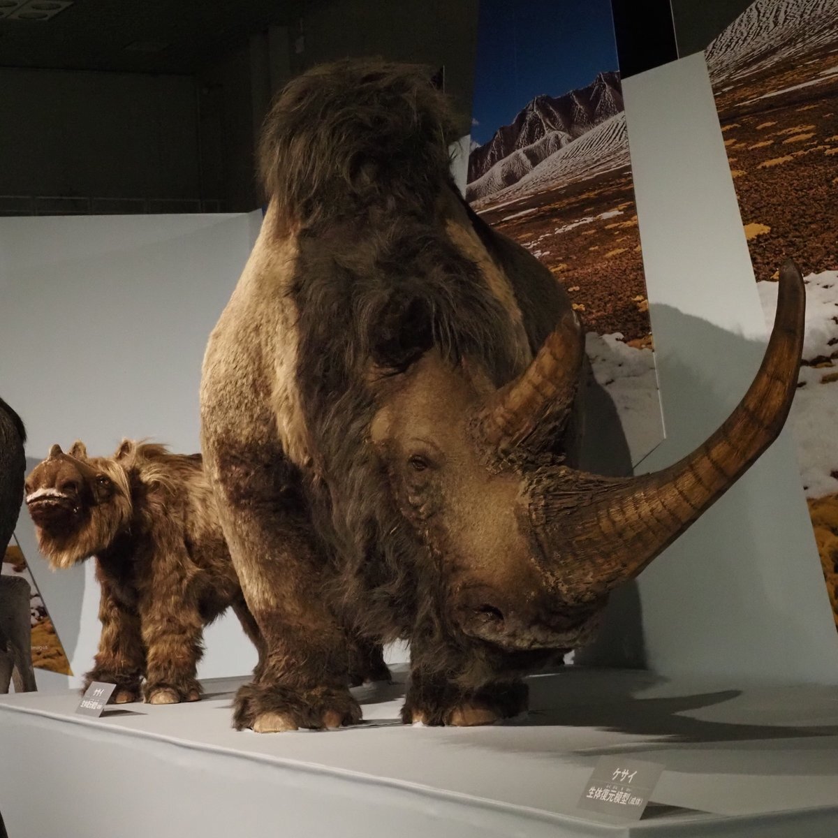 国立科学博物館 氷河期展」のYahoo!リアルタイム検索 - X（旧