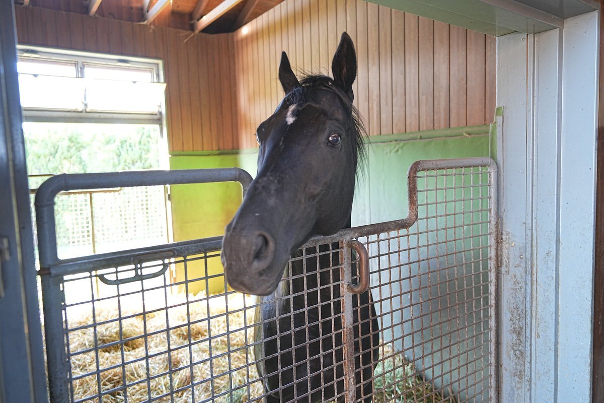 コントレイルが演じた「ザ・ロイヤルファミリー」の馬、ブレイヴソルジャーのデビューが期待される