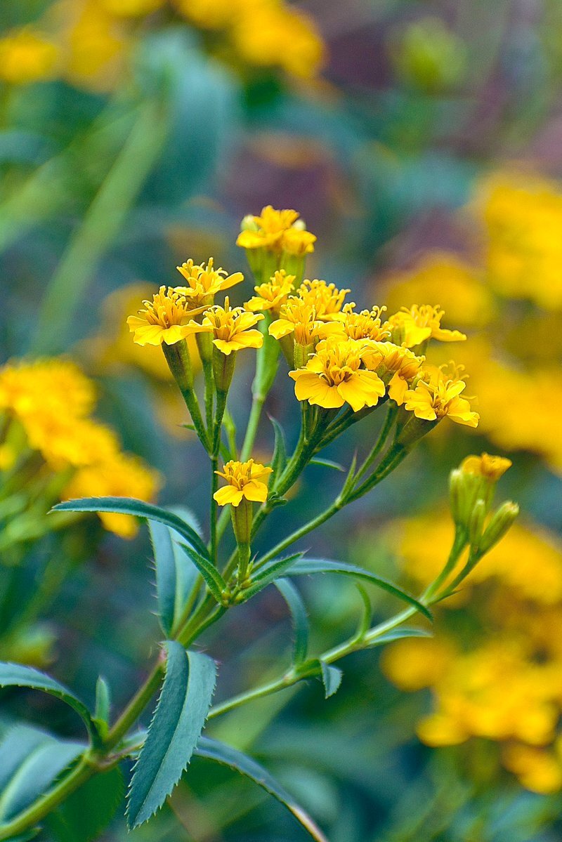 週末の始まりを祝うユーザーたちのSNS投稿