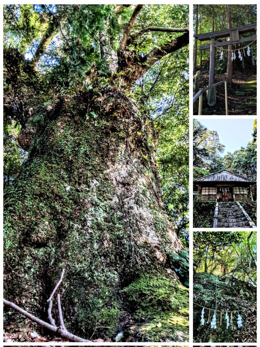 御神木」のYahoo!リアルタイム検索 - X（旧Twitter）をリアルタイム検索