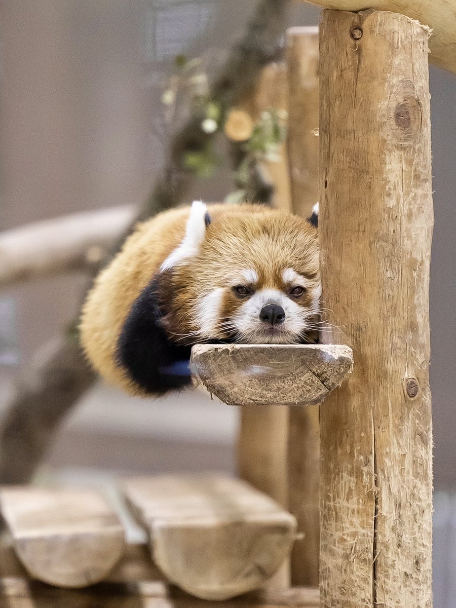 レッサーパンダ アドベンチャーワールド」のYahoo!リアルタイム