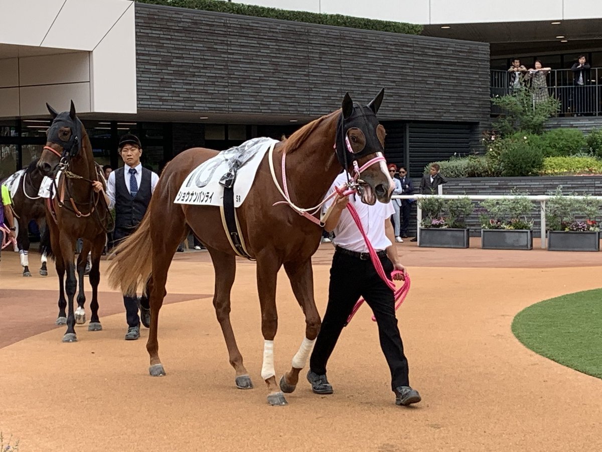 ショウナンバンライ、新馬戦は4着！今後の活躍は？