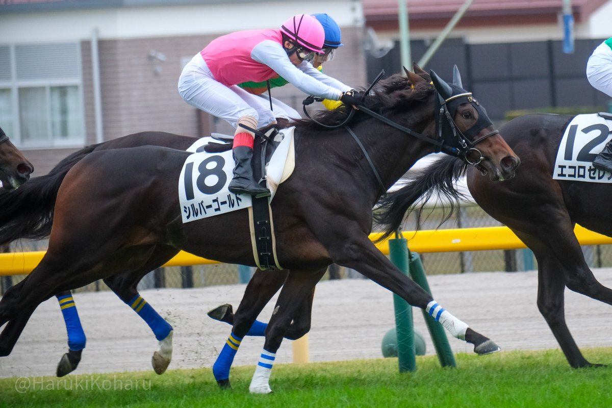 ルンベーラ、東京2Rで3着！吉田隼人騎手も好走