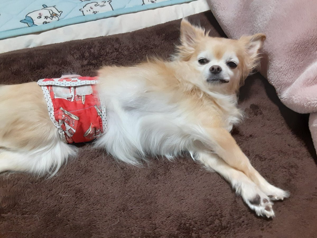 可愛すぎる…犬たちが見せる「邪悪な笑み」集めてみた｜つぶやき