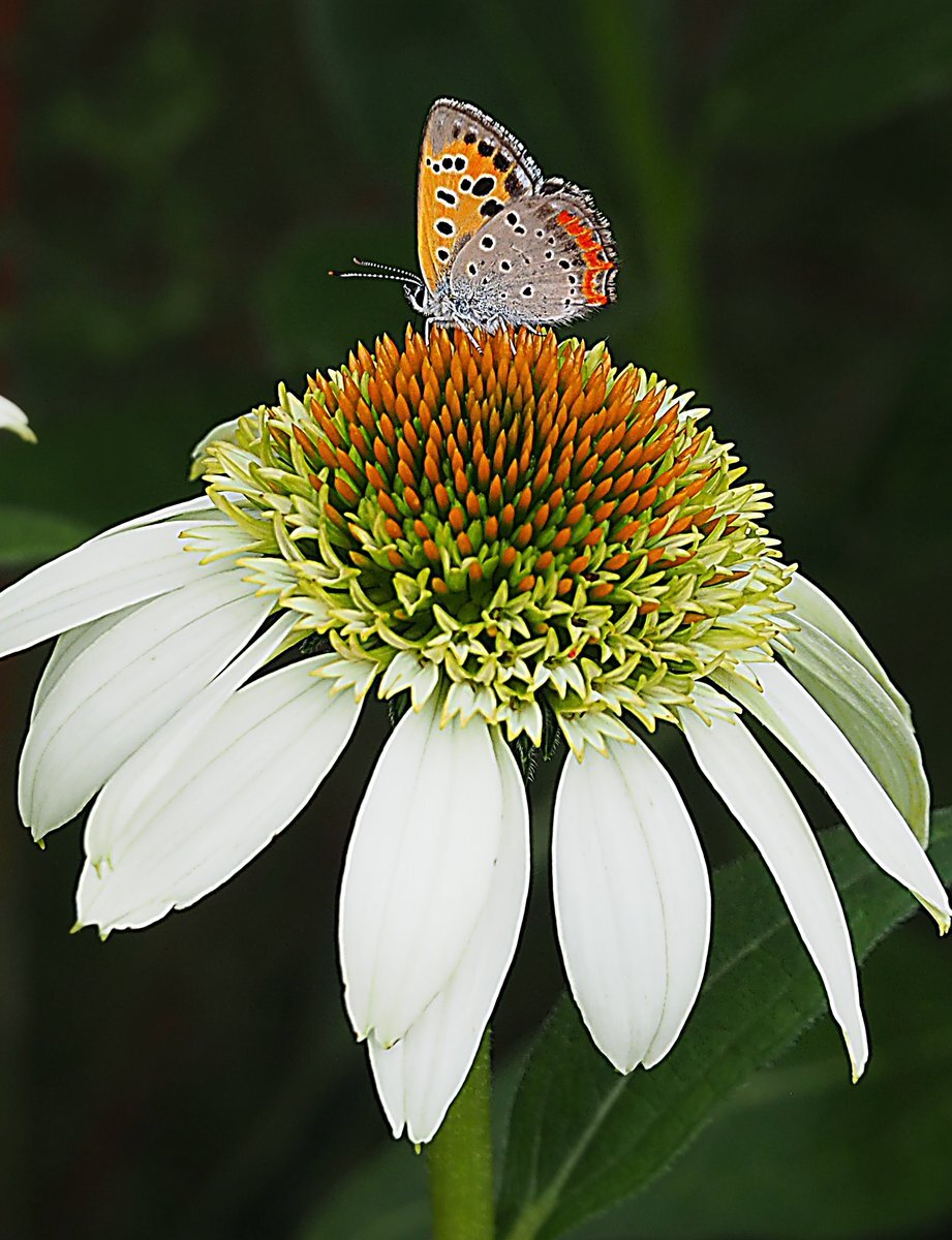 安政南海地震から学ぶ津波防災の重要性