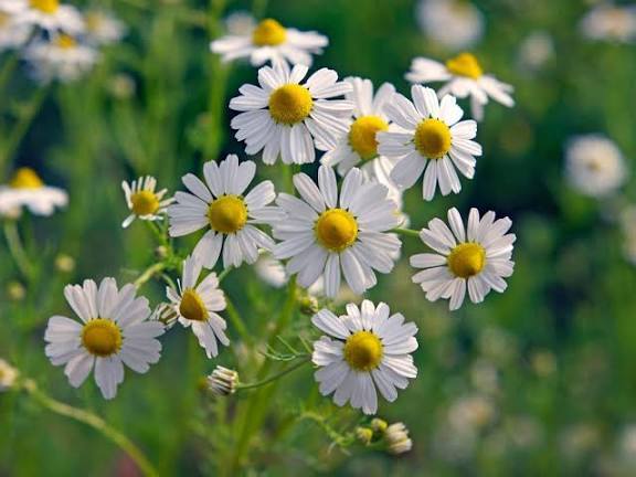 文化の日、SNSユーザーはどのように過ごしている？