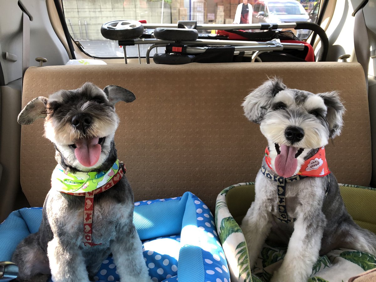 シュナウザー多頭飼い のtwitter検索結果 Yahoo リアルタイム検索