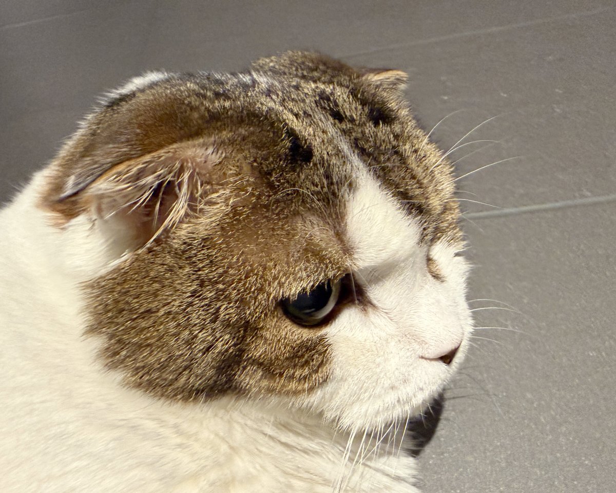 桜井さんの猫ふくらし、体調不良で闘病中