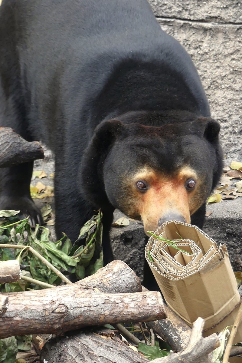 月曜日のクマ」のYahoo!リアルタイム検索 - X（旧Twitter）を