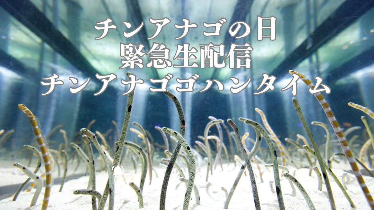 チンアナゴの日ってどんな日？