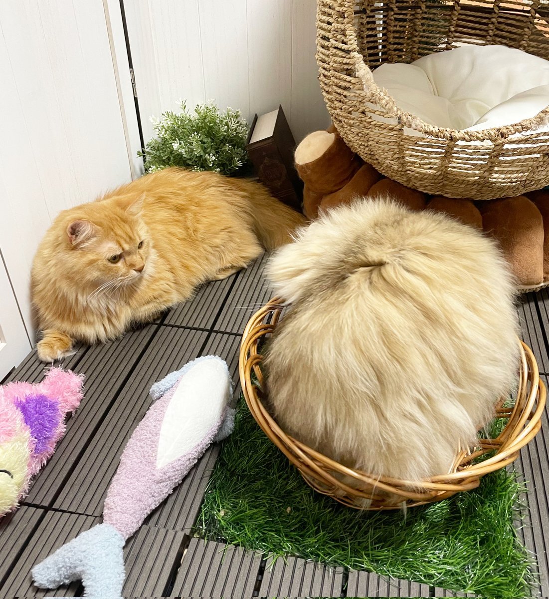 X（旧Twitter）で話題のおもしろ画像や動画 - Yahoo