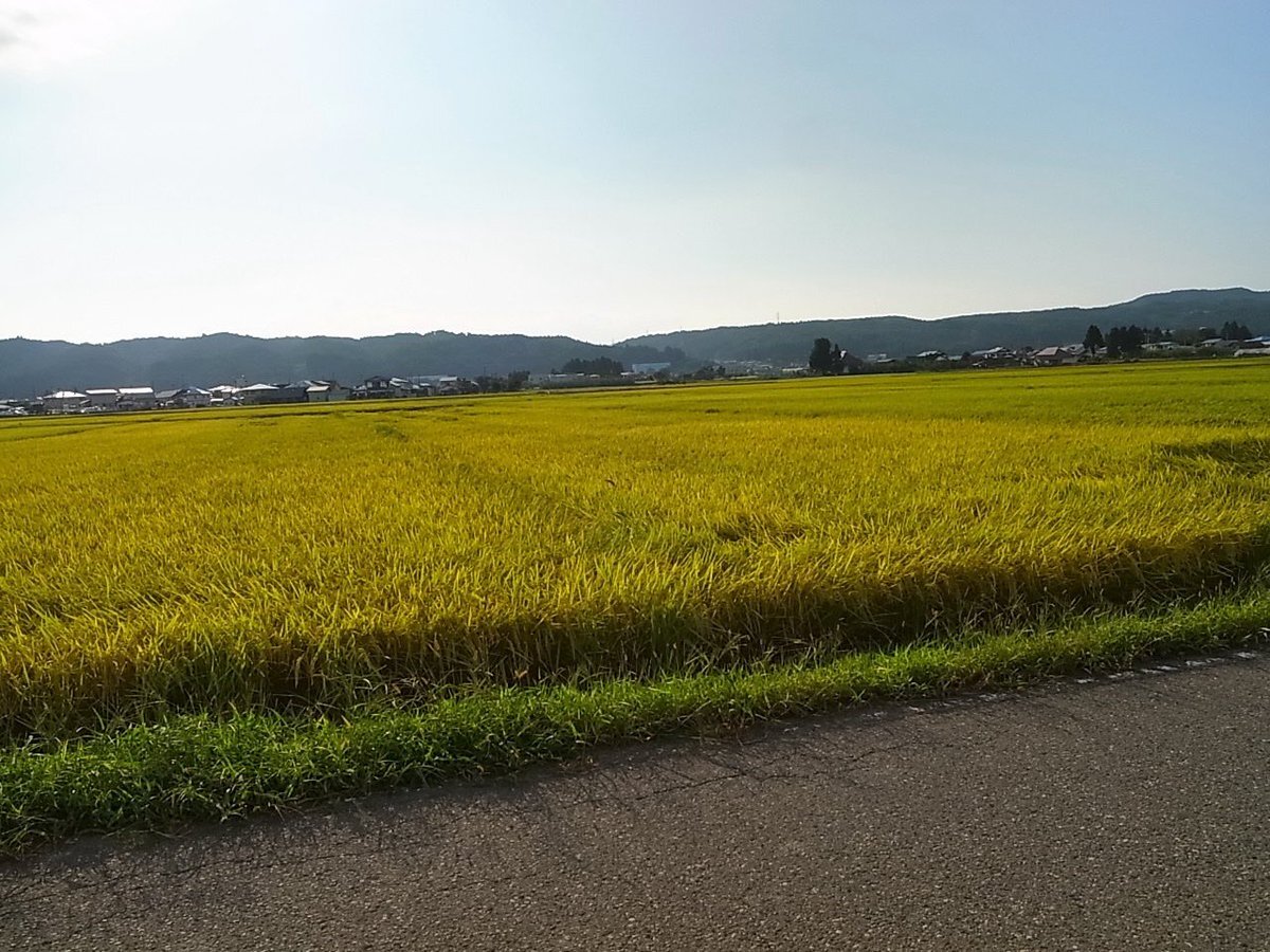 令和のガンコン、性能は期待通り？