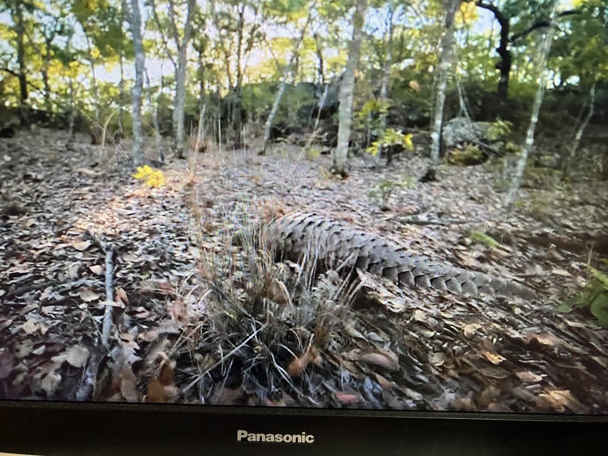 センザンコウってどんな動物？