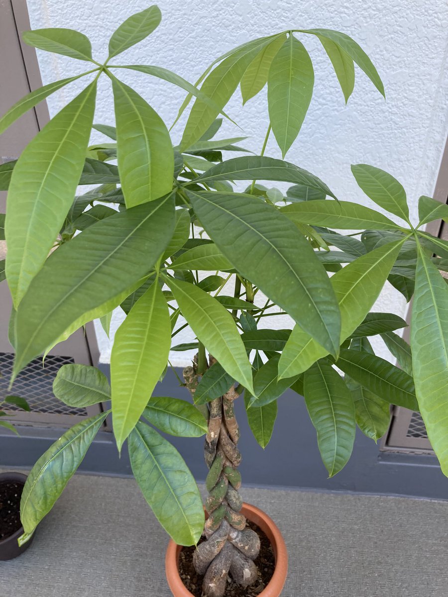 葉焼け」のTwitter検索結果 Yahoo!リアルタイム検索