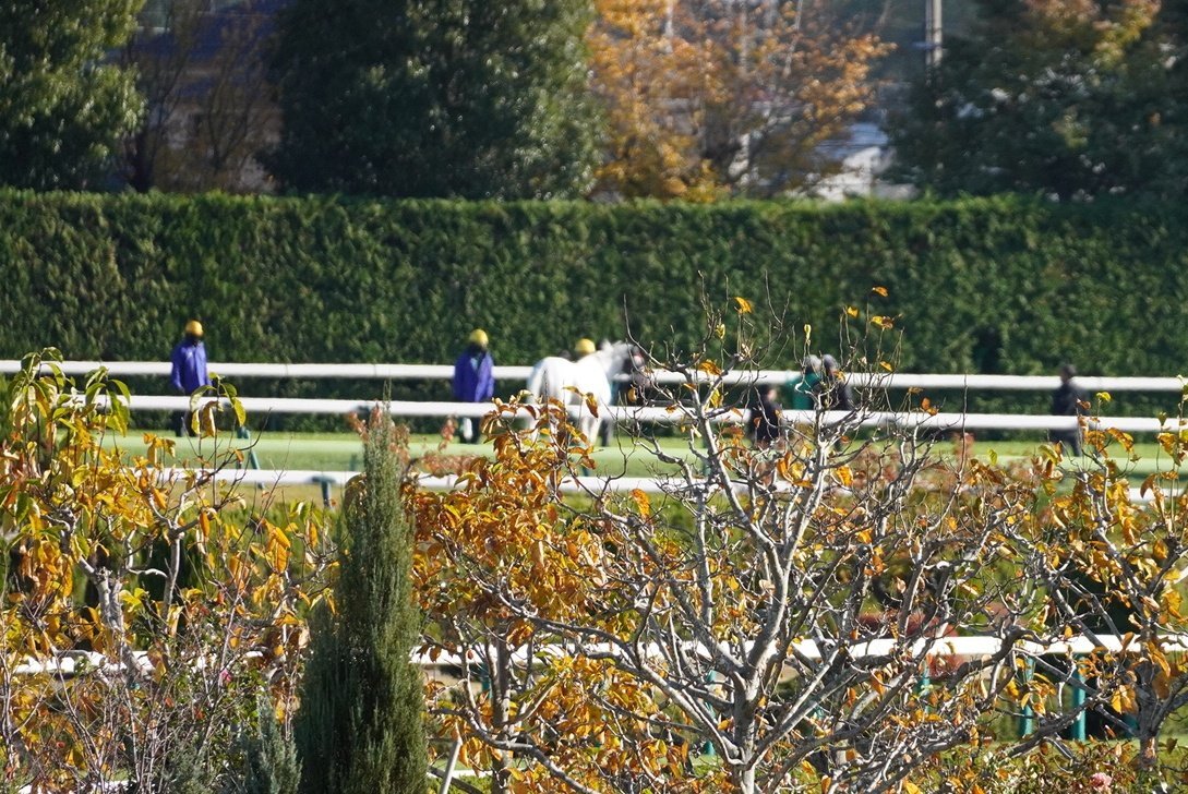 白毛馬アオラキ、予後不良で死亡