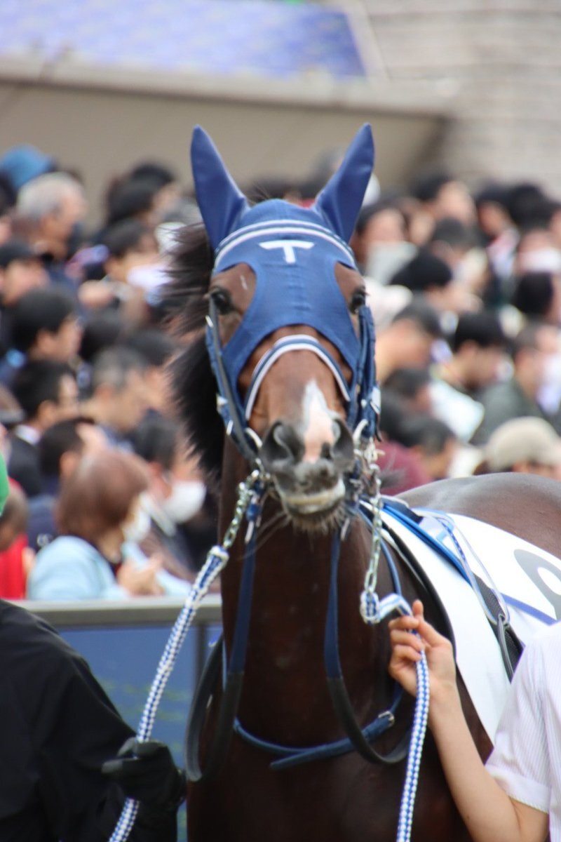 モートンアイランド、新馬戦制覇