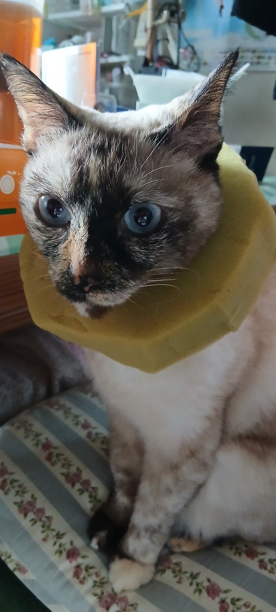 羨ましい…たった1つのアイテムで「フォーマルな装いになる猫たち